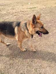 Von der otto german shepherds german shepherd puppy breeder in rockwall, german shepherd dogs and german shepherd puppies throughout the united states. Dog For Adoption Sophia A German Shepherd Dog In Round Rock Tx Petfinder
