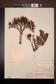 Image result for Pavetta edentula