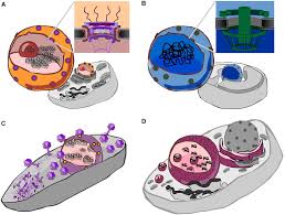 Is there a nucleus in eukaryotic cells. Frontiers Manifold Routes To A Nucleus Microbiology