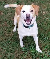 Paulding county's animal shelter is located at 779 industrial blvd n, dallas, ga 30132. Dallas Ga Beagle Meet Tonks A Pet For Adoption Pet Adoption Dog Adoption Pets