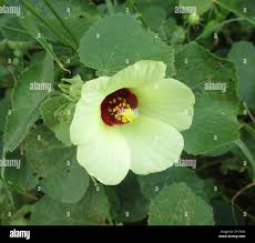 Image result for Pavonia senegalensis