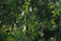 Image result for Salvadoraceae