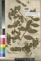 Image result for Argocoffeopsis