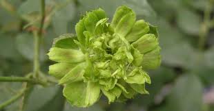 Patrick hybrid tea rose | gurney's seed & nursery co. Green Roses Origins Meanings And Symbolization Florgeous