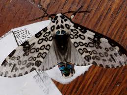 Image result for Lepidagathis scariosa