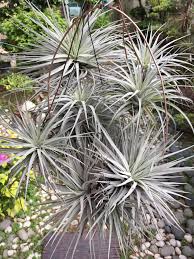 Image result for Chlorophytum amplexicaule