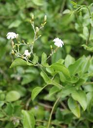 Image result for Jasminum fluminense