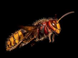 Mit wassernebel gegen die insekten vorgehen. Hornissen Vertreiben Nest Entfernen á Alle Infos Im Uberblick