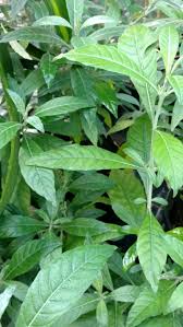 Image result for Justicia petiolaris