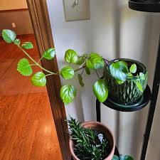 Image result for Plectranthus alboviolaceus