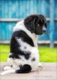Rescue And Shelter Are The Very Best Breeds In The World Please Don T Breed Or Buy While Shelter Ani Landseer Dog Newfoundland Puppies Newfoundland Dog Puppy
