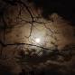 Wild in the Woods (Cambourne): Family night walk event image