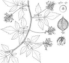 Image result for Cardiospermum grandiflorum