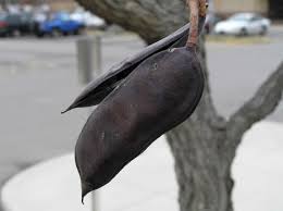 Kentucky coffee trees can reach 100 feet in deep, bottomland soil, but on upland sites it's usually half as tall. Kentucky Coffeetree Purdue Fort Wayne