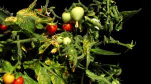 How do you keep tomatoes from growing too tall?. Growing Mini Tomatoes Timelapse Youtube