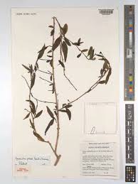 Image result for Ancylobothrys amoena