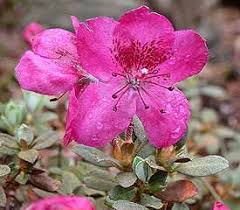 Rhododendron Calostrotum Ssp Calostrotum In 2020 Rhododendron Plant Rhododendron Azaleas