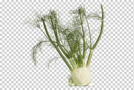 Remedio con hinojo para los cólicos en los pequeños hervir 1/4 de cucharadita de semillas de agregar el tomate; Cocina Mediterranea Hinojo Regaliz Anis Hierba Diverso Vegetales De Hoja Hoja Png Klipartz