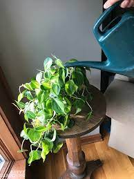 We did not find results for: Houseplant Fertilizer Basics How And When To Feed Houseplants