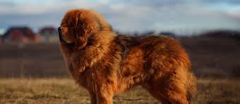 We did not find results for: Tibetan Mastiff Puppies For Sale Greenfield Puppies