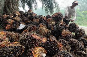 Peluang Dan Masalah Kelapa Sawit Di Indonesia