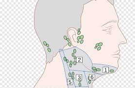 Instant anatomy is a specialised web site for you to learn all about human anatomy of the body with diagrams, podcasts and revision questions. Ear Head And Neck Anatomy Diagram Lymph Node Ear Face Hand Png Pngegg
