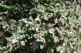 Image result for Belonophora coffeoides