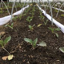 10m2 Diy Gewachshaus Aus Kantholzern Vom Garten Leben In 2020 Garten Gewachshaus Garten Gewachs