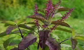 Image result for Ocimum