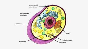 Tattoo animal cell diagram without. Diagram Animal Cell 7th Grade Png Image Transparent Png Free Download On Seekpng
