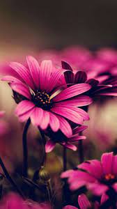 We did not find results for: Flowers Beautiful Flowers Wallpapers Flower Background Iphone Love Flowers