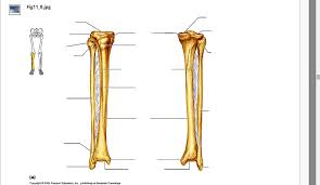 The ends have red marrow. Bones Of The Right Leg Fig 10 8 Diagram Quizlet