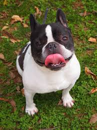 See more of french bulldogs of nj on facebook. Dog S Death At Monmouth County Kennel In Scorching Heat Prompts Investigation Nj Com