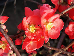 I know it looks an awful lot like an apple but take my word for it, it is a quince. Texas Scarlet Quince For Sale Online The Tree Center