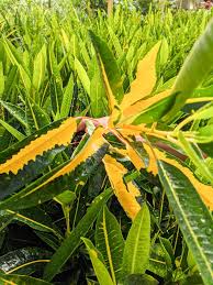 Image result for Croton kilwae