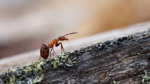 Eine ganz klare sache, die insekten gehören nicht ins haus, müssen weg. Hausmittel Gegen Ameisen Was Hilft Gegen Ameisen