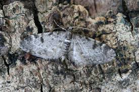 Image result for Eupithecia conterminata