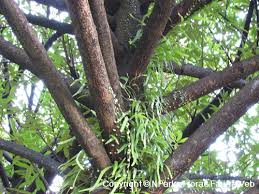 Image result for Pentadesma