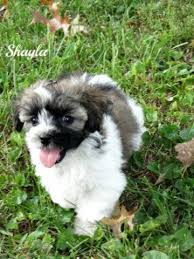 Informed rvers have rated 15 campgrounds near bowling green, kentucky. Adorable 9 Week Old Havanese For Sale In Bowling Green Kentucky Classified Americanlisted Com