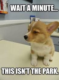 Hihihihi Cute Animals Funny Animals Puppies Funny