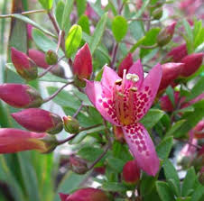 Pin On Plants