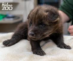 Image result for wolf cub