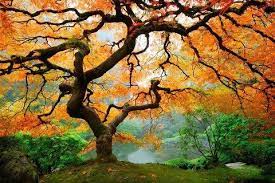 Creepy Tree Portland Japanese Garden Tree Canvas Japanese Garden