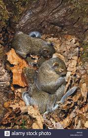 Nest Of Eastern Grey Tree Squirrels With Newborn Babies Curled Up Sleeping Eyes Still Closed Midwest Usa Stock Photo Alamy
