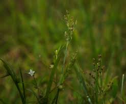 Image result for Fimbristylis squarrosa