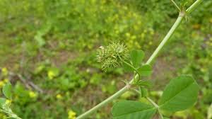 Image result for Medicago polymorpha