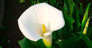 Find photos of calla lily. Calla Lily Flowers Learn Growing And Care Of Calla Lilies