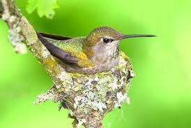 Fascinating Hummingbird Facts Old Farmers Almanac