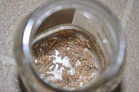 Pets, dogs, kitchen, flies, maggots email this topic • print this page. Maggots On Kitchen Floor 132064 Ask Extension