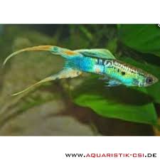 They also adapt quickly to their environment and this is what makes them perfect for beginner aquarists. Endler Guppy Poecilia Wiener Smaragd 6 95